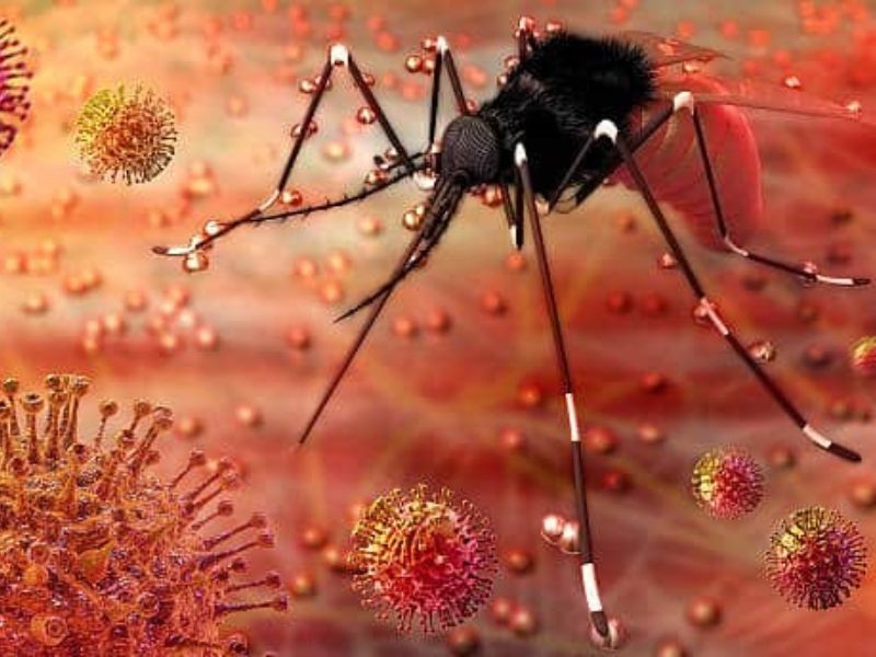 Zika: sintomas, transmissão e prevenção